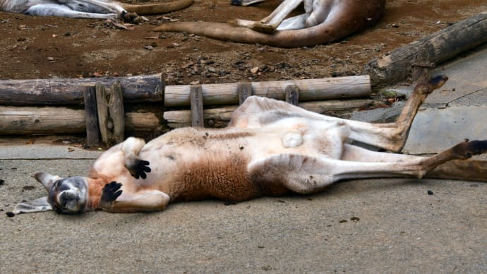 アカカンガルーさん いつもヘソ天