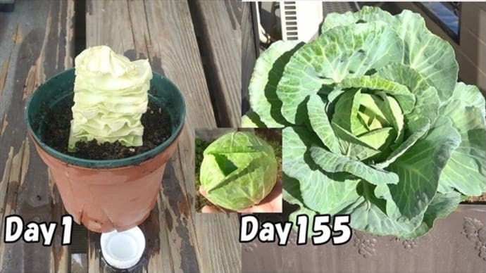 半玉キャベツの芯でキャベツが育つのか〜凄い!〜の巻