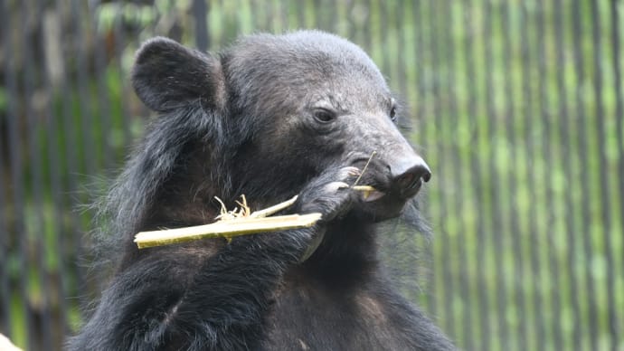 ツキノワグマさんのくわっちタイム
