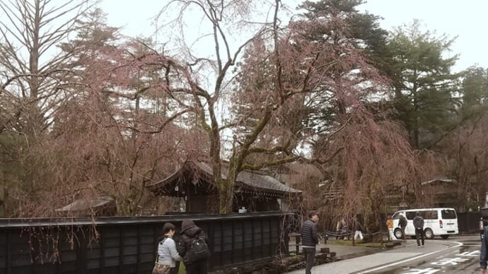 みちのく三大桜の旅(角館)