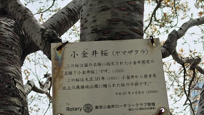 多磨霊園の桜