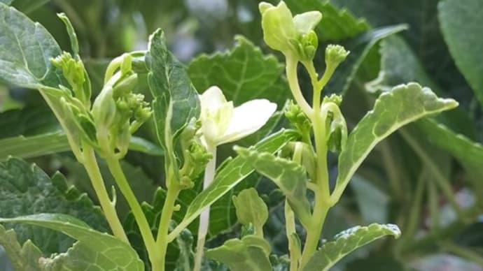 季節はずれの紫陽花と規格外のヒマワリ