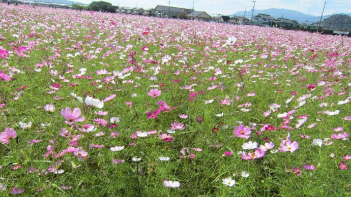 藤原京のコスモス