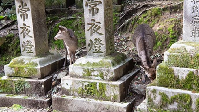 桜舞う奈良その１