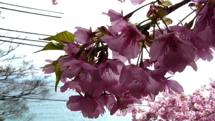 河津桜 周防大島 小積地区