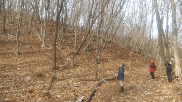 苫小牧「近所の自然散歩」2025年2月3日(月)越冬期鳥類調査③