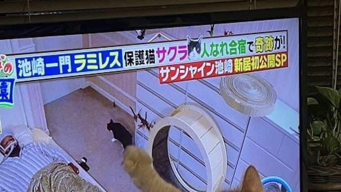 テレビにぺしっ