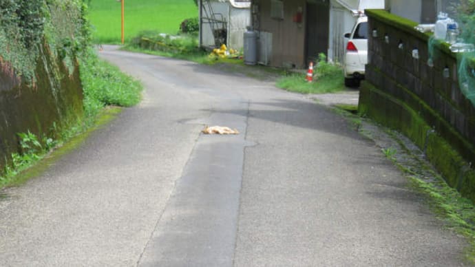 散歩で猫-2