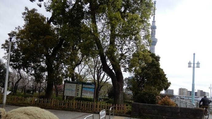 隅田川と東京大空襲(春の奥浅草を歩く・20)