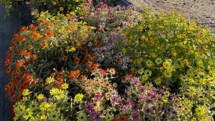 冬の花壇への模様がえ準備・・・帯小花壇の草取り