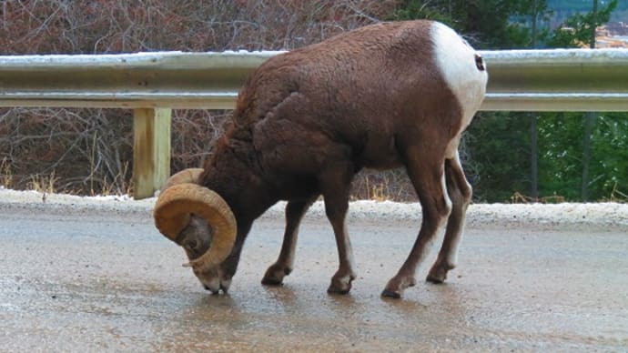 3年前の11月24日　野生動物たくさん！