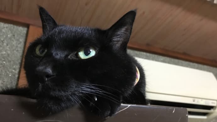 猫のような休日の過ごし方