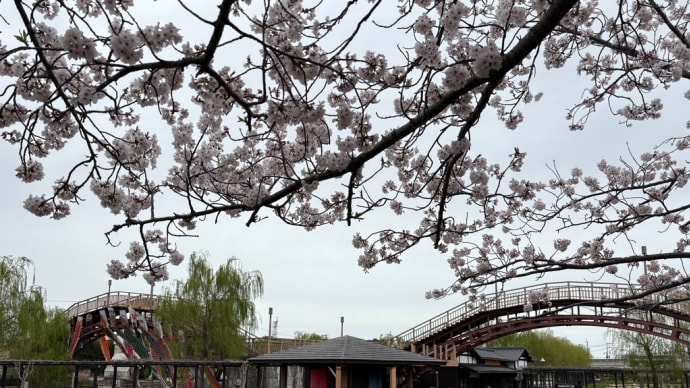 花・あやめ園の桜