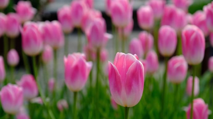 水生植物公園みずの森のアイスチューリップ(2)