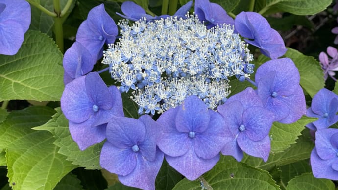 額の花