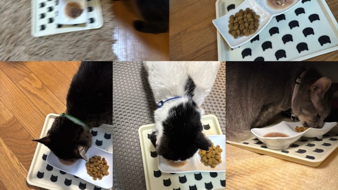 2025/5/16の朝ごはん