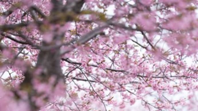 河津桜とオムライス