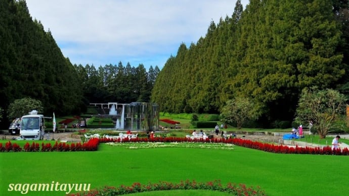 「県立相模原公園」のシンボル「メタセコイア」が微かに紅葉!!