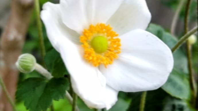 義父の命日・・まだ迎えは早いですよ