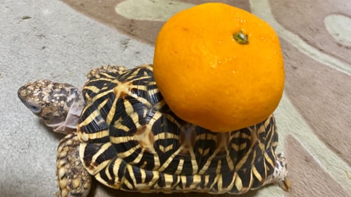 ☆ホシガメ☆甲羅の上にミカン🍊*\(^o^)/*