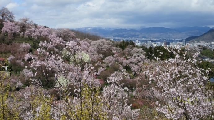 100分の1 お花見(花見山)