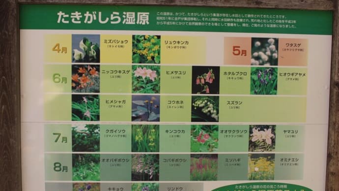 初夏のたきがしら湿原で野草の花見を満喫