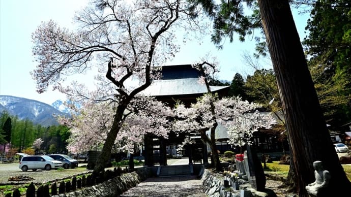 長谷寺の枝垂れ桜