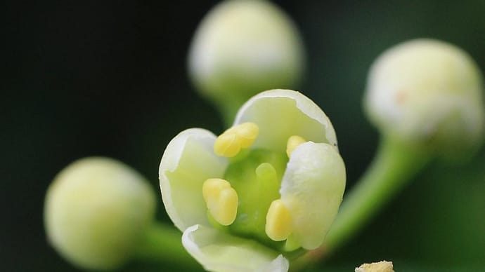 地味だけどかわいい - ニシキギ科の花