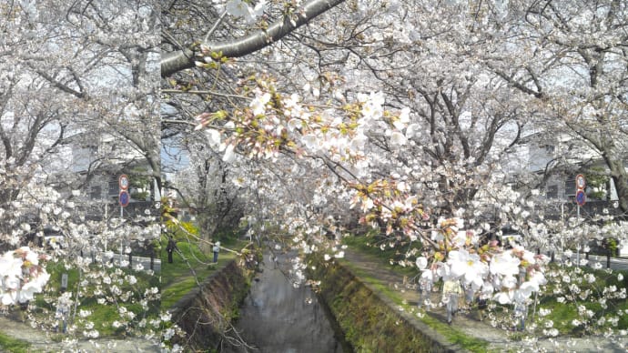 ステレオ写真　桜2021 （交差法）