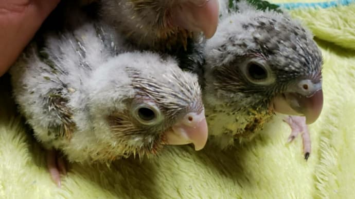 ☆ウロコインコ雛情報☆