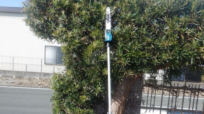 樹木剪定?