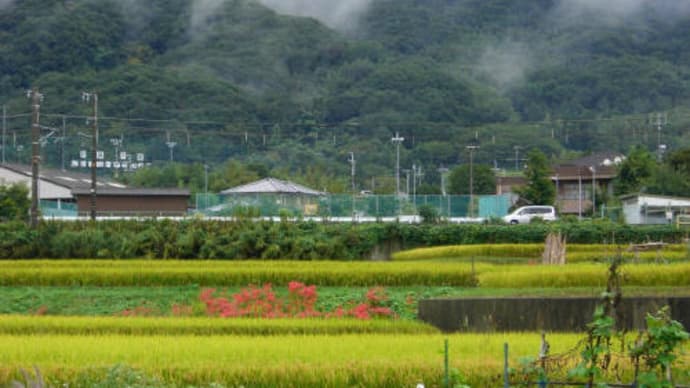 雨上がりの　彼岸花