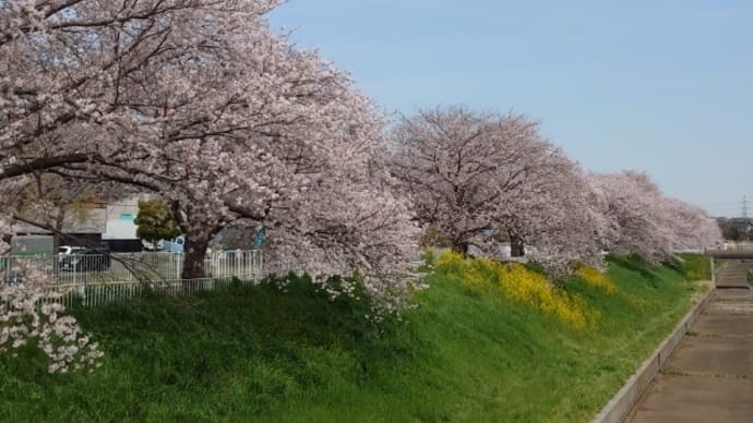 一番近所の桜並木