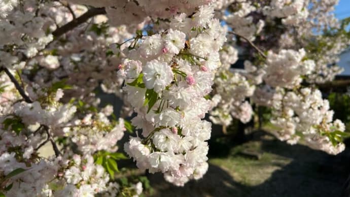 新家長福寺で八重桜を愛でてきました。