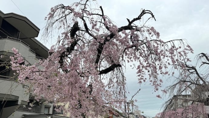 西浦橋にて