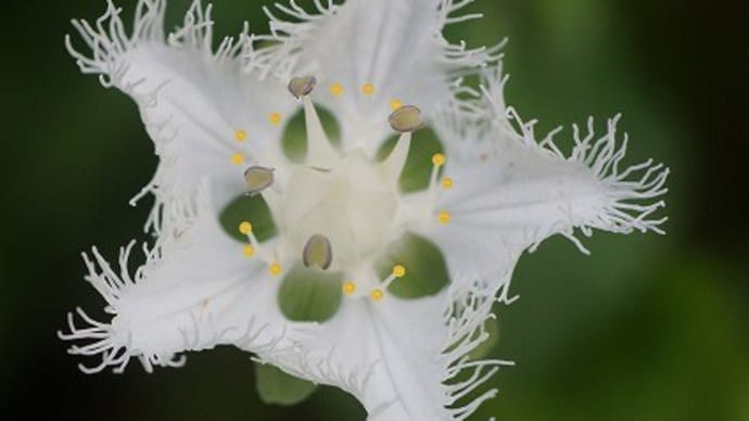 シラヒゲソウやヤマトリカブトが開花~鹿沢園地 野草園~