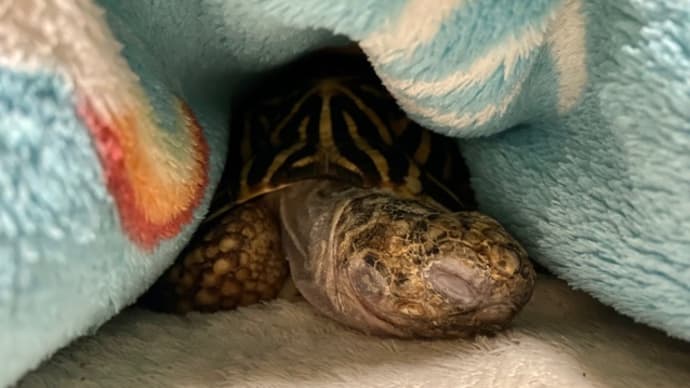 ☆ホシガメ☆家のカメちゃん🐢はお留守番(*^^*ゞ