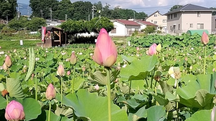 2024/07/12 「島はぼくらと」 辻村深月さん