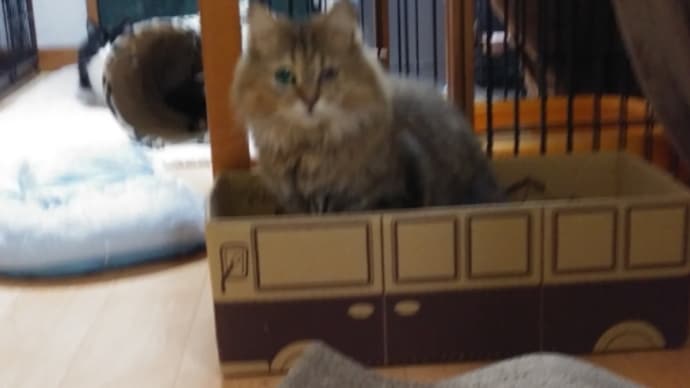 るちるお嬢様、爪研ぎバスに乗る😺💨