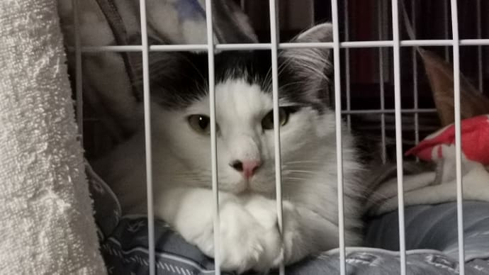ねないこ だれだ