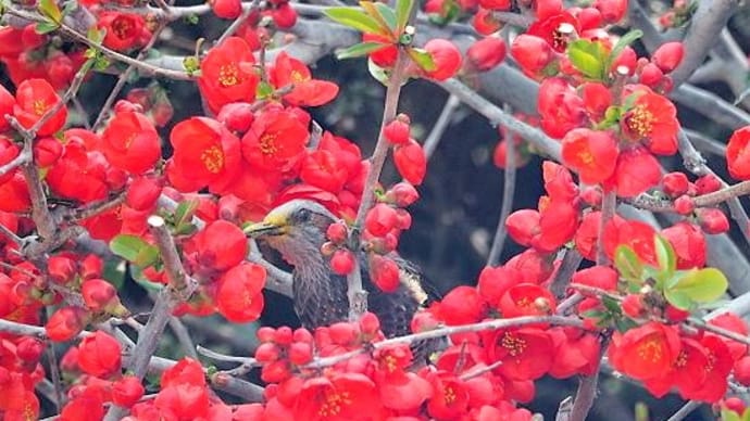 木瓜は額縁
