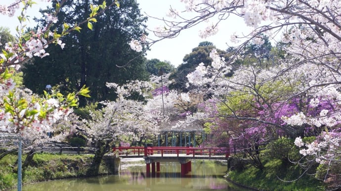 津市「偕楽公園の桜」見てきました~(^^)