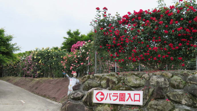 千財バラ園（大分県・宇佐市）のバラと西谷温泉（大分県耶馬渓）入浴 、改造ミニバイク 。