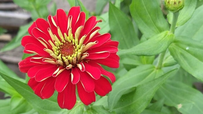 寄り添う姿が菜園で…!