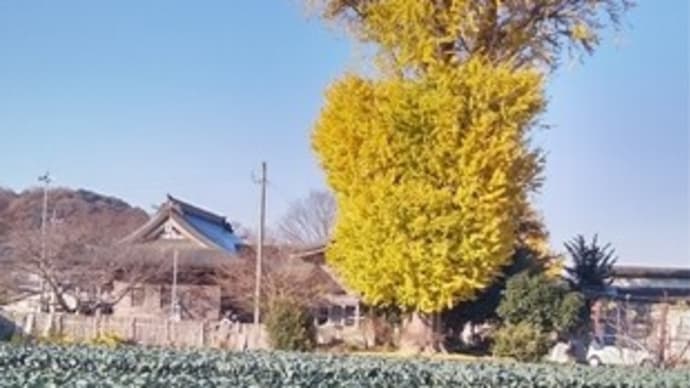 山崎八幡宮のイチョウ2023.12　吉野川市山川町