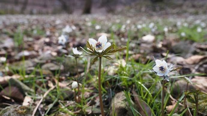 小鹿野町の節分草園にて