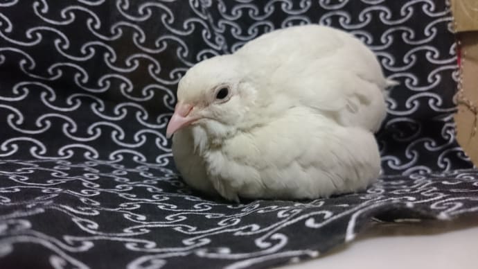 並ウズラ 白龍逝く