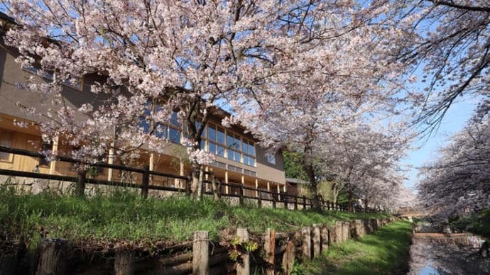 氷川会館 -桜満開・写真撮影-