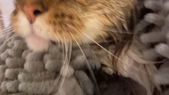 アリアンお風呂上がり