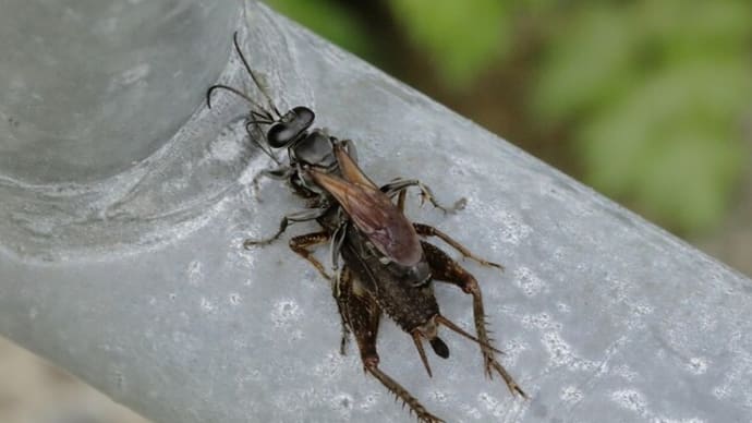 なんで今頃 オオハヤバチがオカメコウロギの仲間を